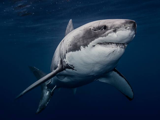 Tiburón blanco. Getty Images