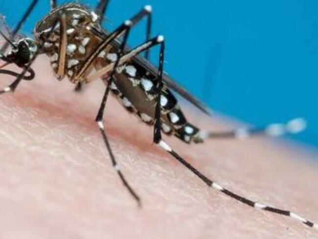 Dengue- cortesía Gettyimages