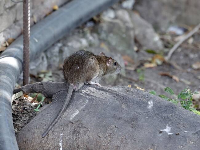 ¿Hay crisis por proliferación de ratas en Bogotá? Secretario de Salud responde