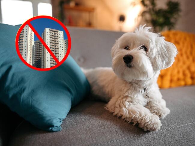 Perro maltés sentado en el sofá de un apartamento. En el círculo, la imagen de un conjunto residencial o apartamento (Fotos vía GettyImages)