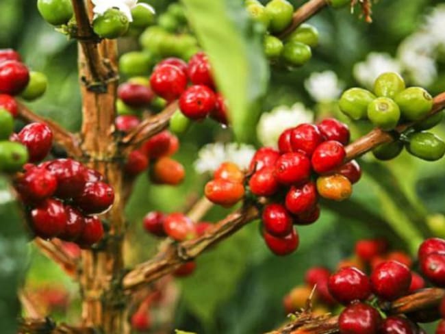 La producción de café creció 23% en junio, según la Federación Nacional de Cafeteros