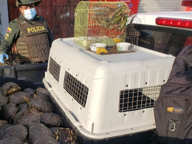 Policía recupera cerca de 400 hicoteas en un operativo contra el tráfico de fauna silvestre en Montería.Foto:prensa Policía.