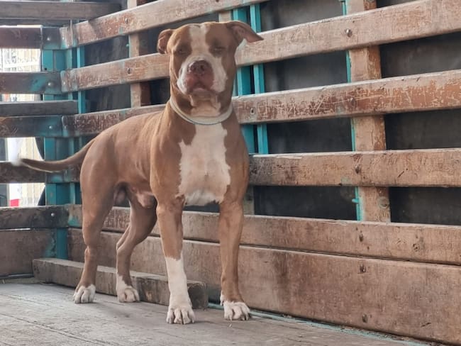 Muere menor tras ser mordido por un perro pitbull en Arjona-Bolívar