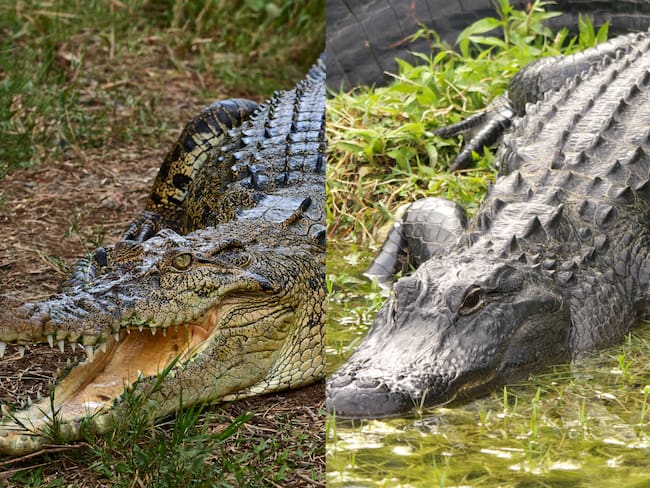 Cocodrilo (izquierda) y caimán (derecha). Foto: Getty Images.
