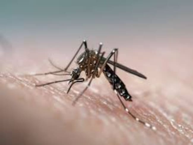 Mosquito transmisor del dengue_ Getty Images / Joao Burini