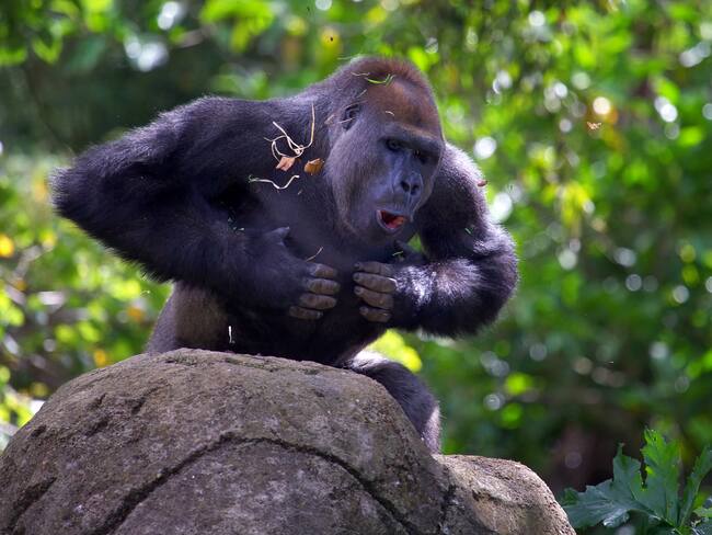 Gorila imagen de referencia. Foto: Getty Images.