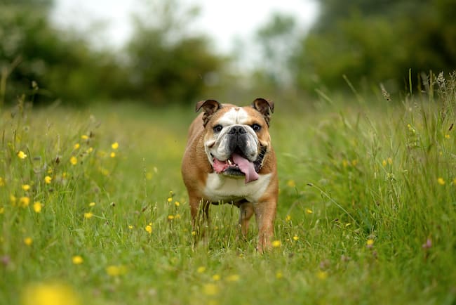Bulldog inglés en el parque (Foto vía Getty Images)