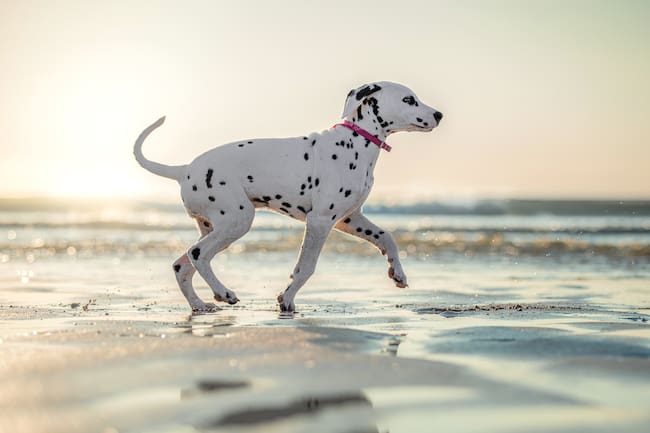 Perro dálmata caminando en la playa (Foto vía Getty Images)