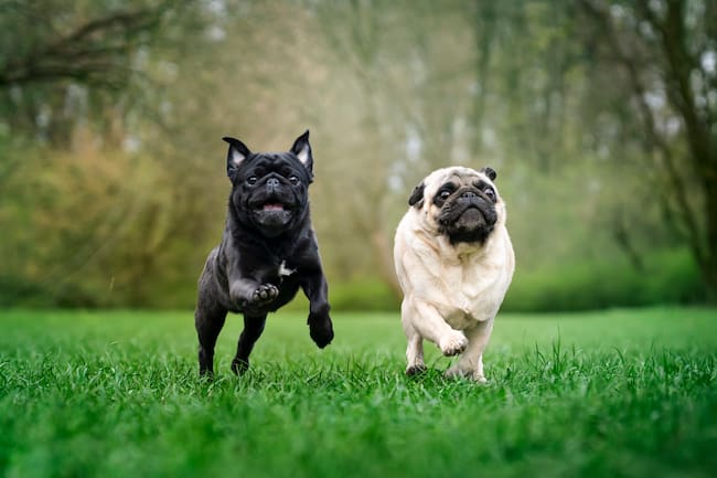 Dos perros Pug corriendo en el parque (Foto vía Getty Images)